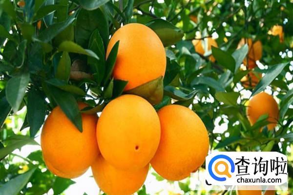 冬季吃应季橘子有什么好处