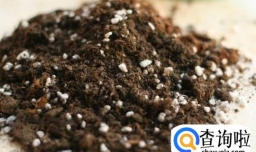 米兰不开花怎么办