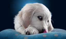 狗狗总是掉毛怎么办？