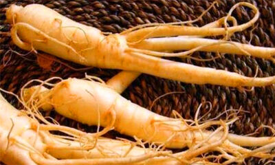 高丽参和西洋参的区别