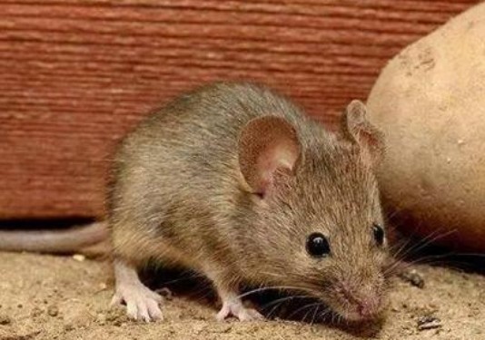 老鼠用什么辨味