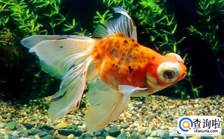 金鱼怎么养才不容易死