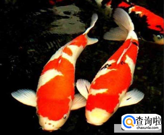 新手养锦鲤入门基础教程