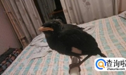 八哥雏鸟该怎么选择？