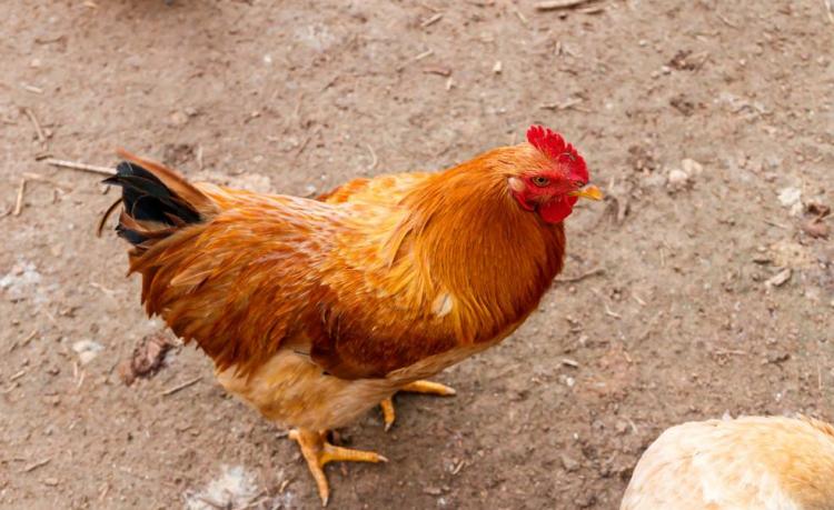 明月依旧照乾坤的生肖