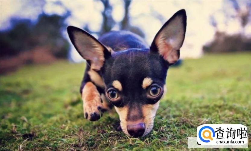 养宠物狗要注意什么