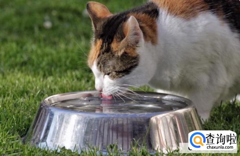 猫咪生病的症状有哪些