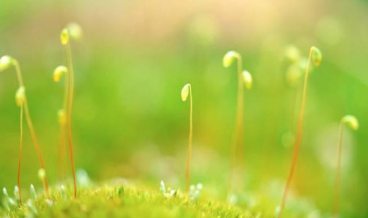 描写春天的成语有哪些