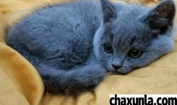 把英短养胖的方式