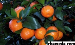 砂糖橘吃多了会不会上火