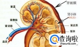 肾衰竭吃哪些食物好
