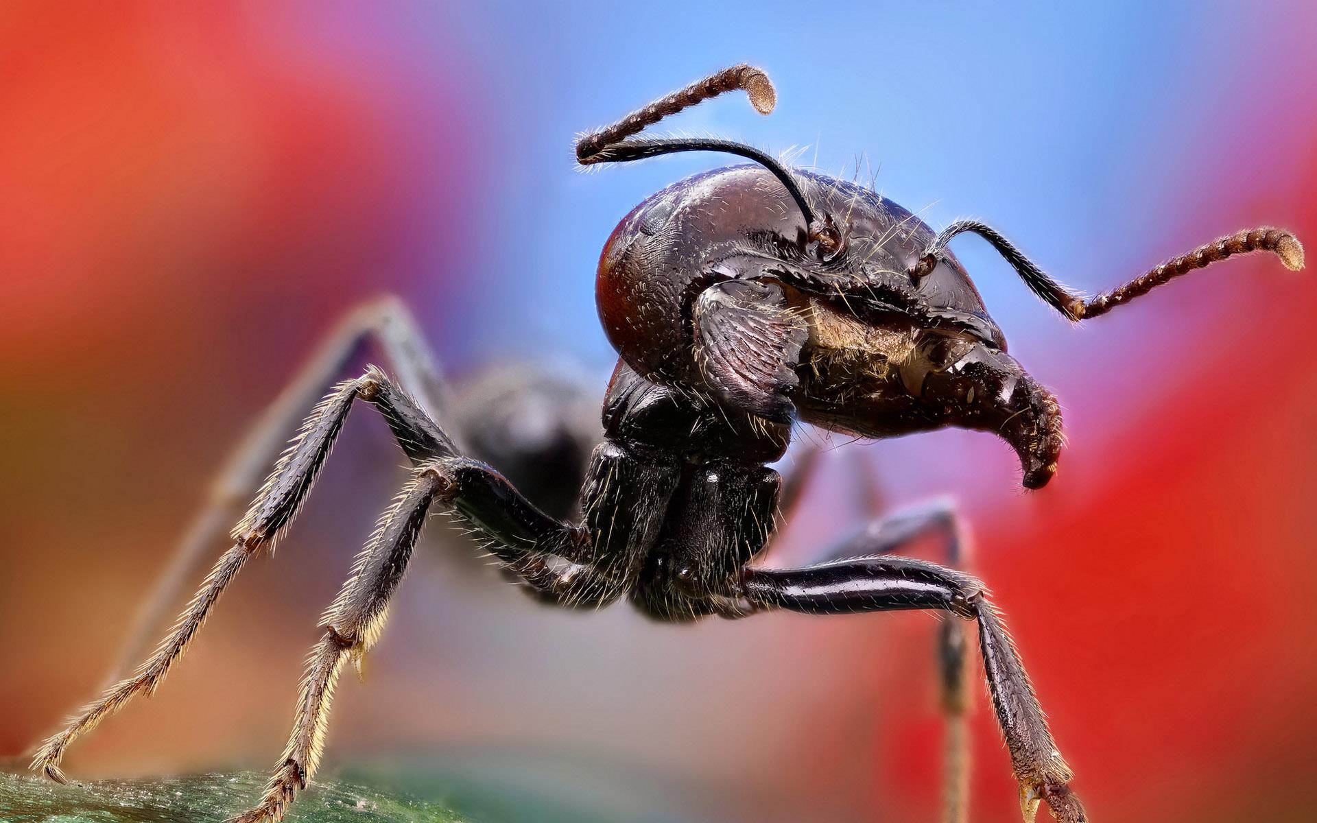 蚂蚁为什么摔不死