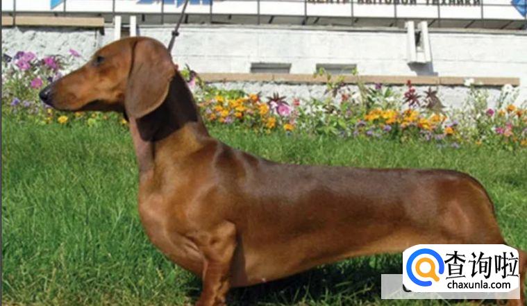 腊肠犬的价格和饲养方式