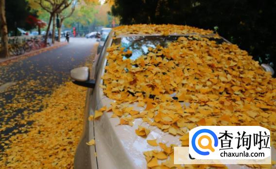 车上经常有落叶，需要及时清理吗