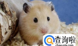 五种卖萌宠物鼠耍憨PK