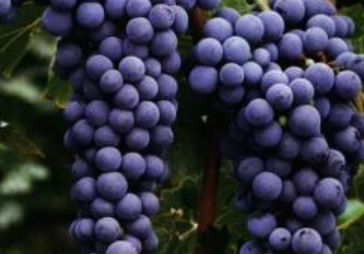 酿酒葡萄可以食用吗