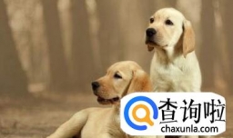 一个狗狗太孤单，家养两只狗的常见问题解析