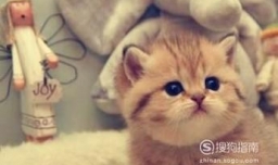 幼猫吃什么才能健康的成长