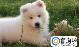 新买的小狗晚上一直乱叫怎么办？