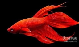 泰国原生斗鱼种类分类有哪些