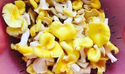 如何用榆黄菇做汤好喝？