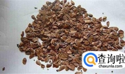 怎样培育香椿芽苗菜