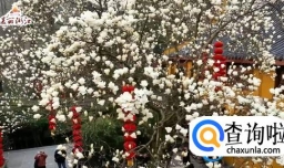 杭州法喜寺的500岁玉兰盛开了吗？