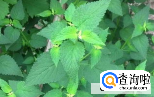 种植藿香需要注意什么