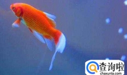 金鱼吃什么食物长得快，金鱼一次喂多少鱼食