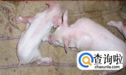 猪得了伪狂犬怎么治疗