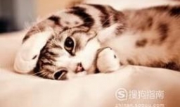 猫咪体内寄生虫症状与治疗（蛔虫，弓形虫等）