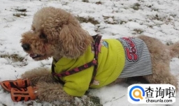 带宠物去雪地里玩应该注意哪些？