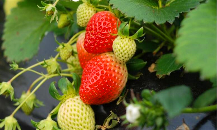 草莓是什么季节的水果
