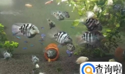 迷你鹦鹉鱼怎么养