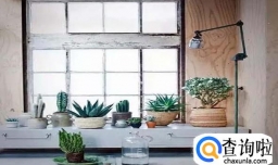 多肉植物怎么过冬？