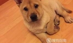 狗狗品种有哪些？