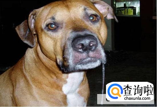 怎么看宠物是否患了狂犬病？