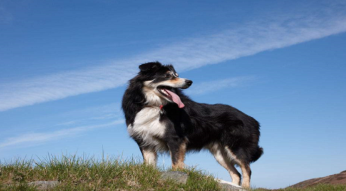 边境牧羊犬怎么训练