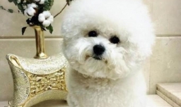 比熊犬吃什么？