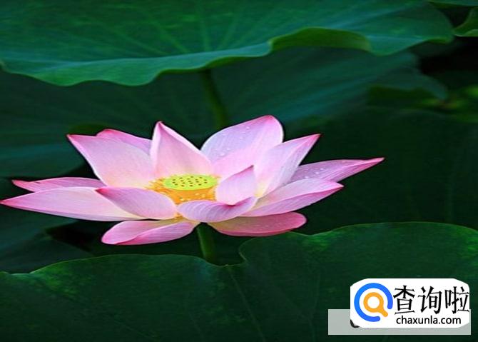 荷花叶子边缘干枯卷叶怎么处理