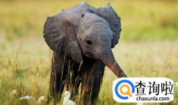 保护大象的行动有哪些