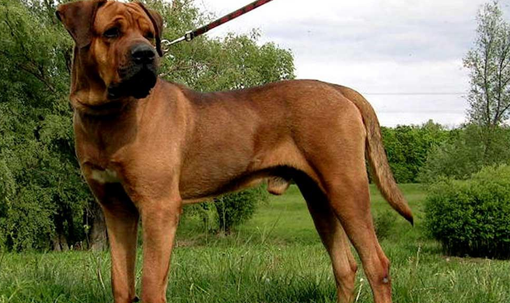 世界十大名犬排行榜