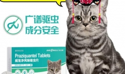 猫咪如何进行驱虫，猫咪驱虫注意事项