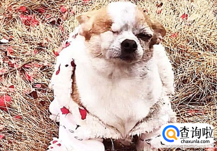 狗狗被鞭炮吓到了怎么办