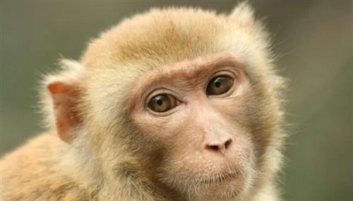 望眼欲穿是什么意思