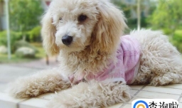 贵宾犬鼻子干怎么回事，怎么通过贵宾犬鼻子判断健康