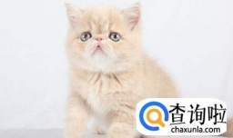 猫咪掉毛一块一块的，猫咪一块一块掉毛