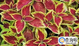彩叶草、洋紫苏、五色草的养殖方法