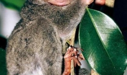 印尼美娜多：梦幻海岛旅游攻略