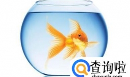 冬天养金鱼需要注意什么？冬天养鱼的注意事项